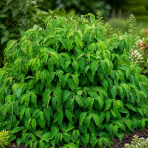 Drieň výbežkatý (Cornus sericea) ´Kelseyi´ – výška 30-40 cm, kont. C1,5L